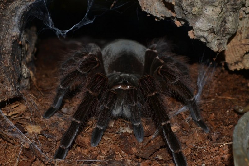 Atrax robustus паук