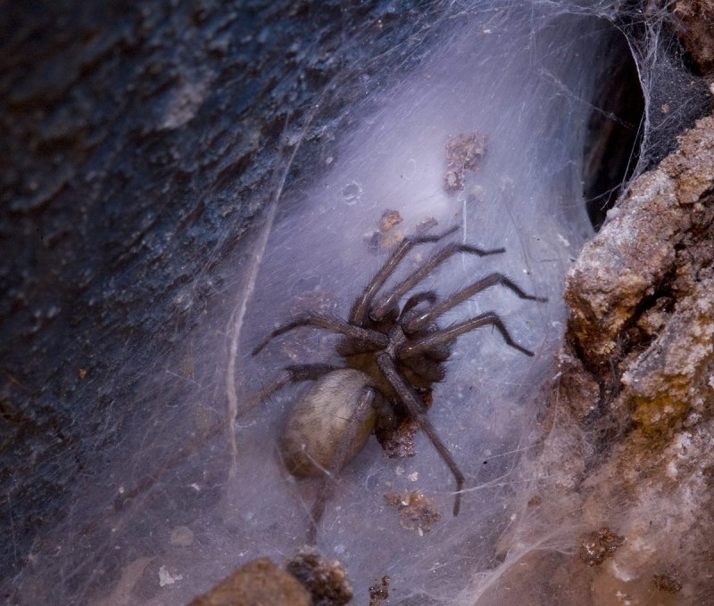 Травяной паук воронковый Agelenidae