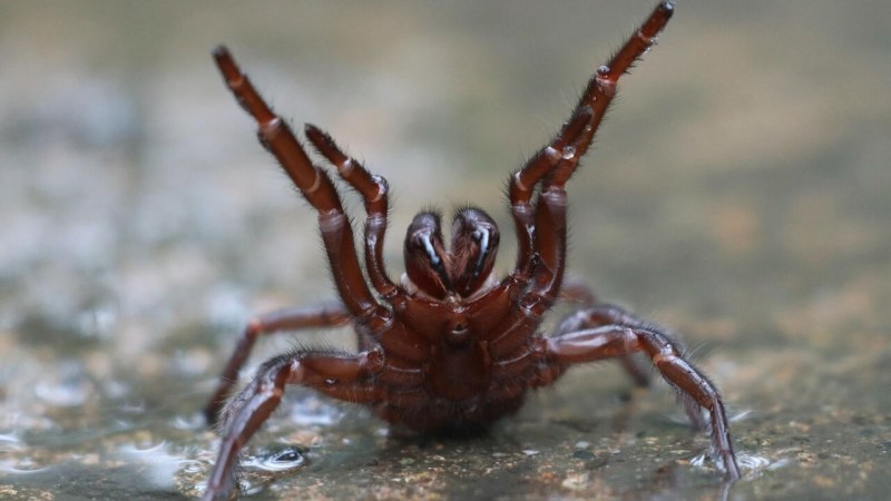 Травяной паук воронковый Agelenidae