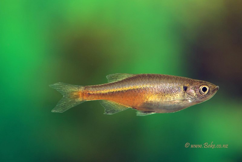 Данио малабарский "гигантский данио" (Devario aequipinnatus) s (2,5-4 см)