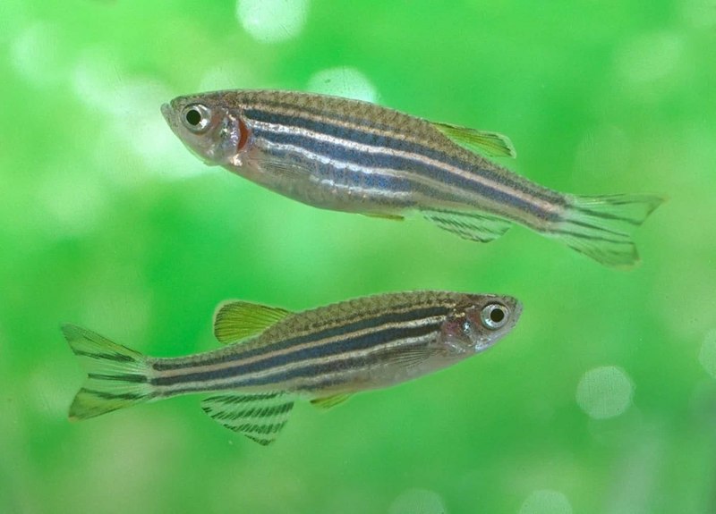Zebra Danio