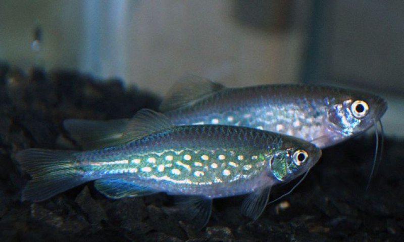 Giant Danio