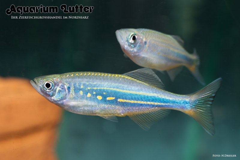 Danio kyathit