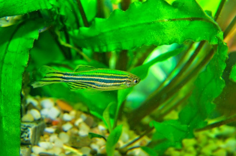 Danio albolineatus