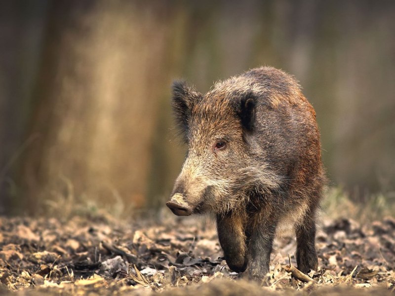 Sus scrofa Linnaeus, 1758 - кабан