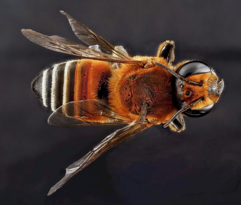 Шершень Vespa crabro