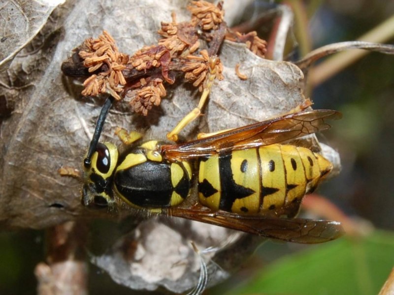 Wasp насекомое