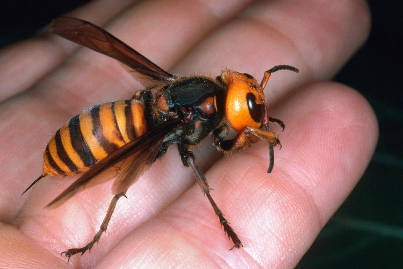 Vespa mandarinia Шершень