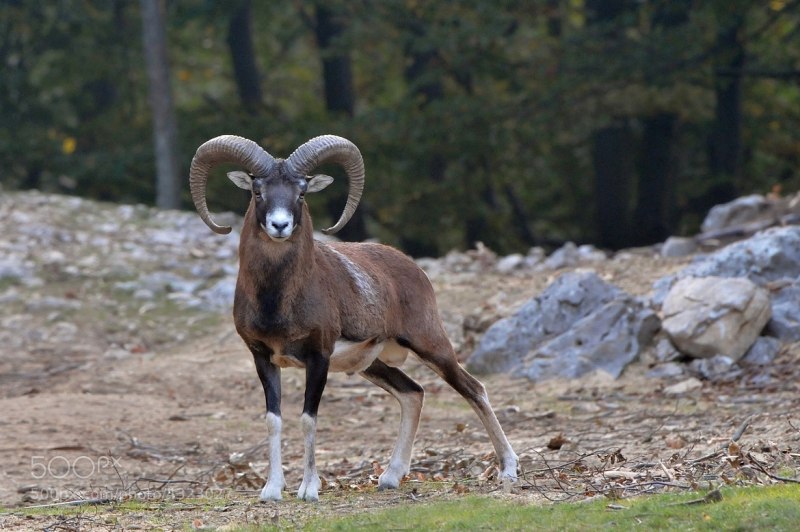 Муфлон (Ovis musimon).