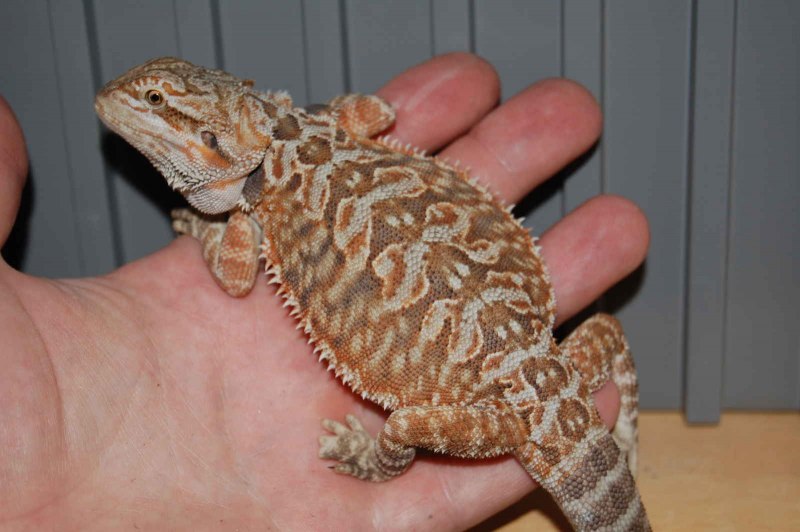 Бородатая агама Leatherback