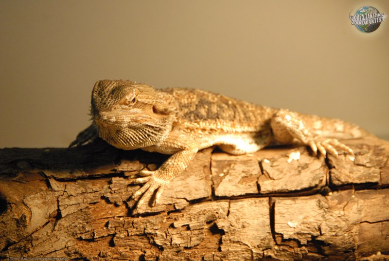 Tiger bearded Dragon взрослая
