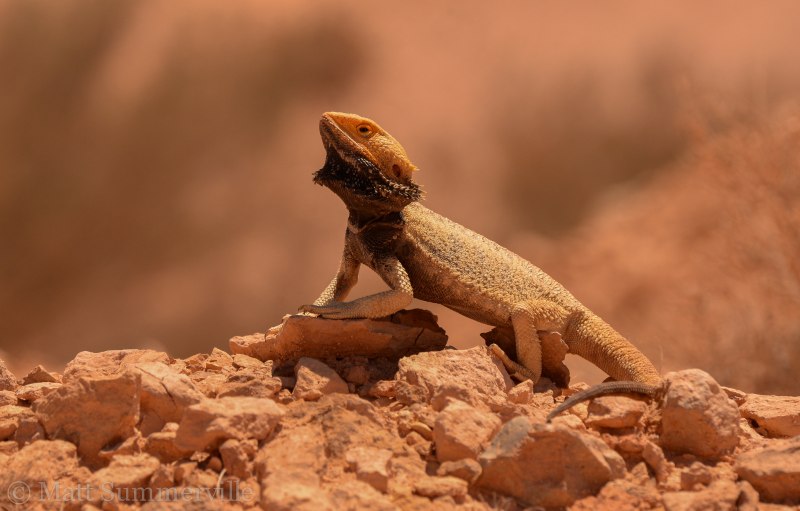 Pogona henrylawsoni