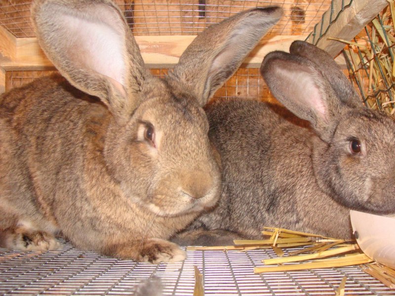 Giant Rabbit