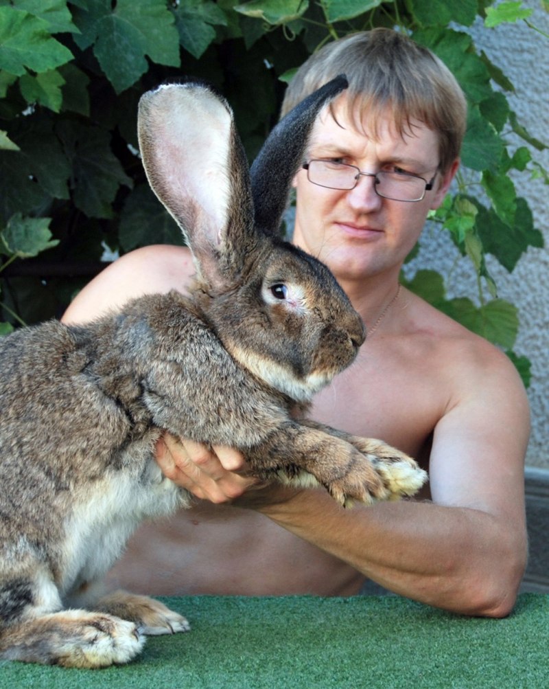 The World's longest Rabbit is a Flemish giant