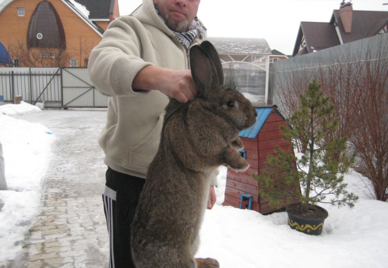 Фламандский гигант кролик