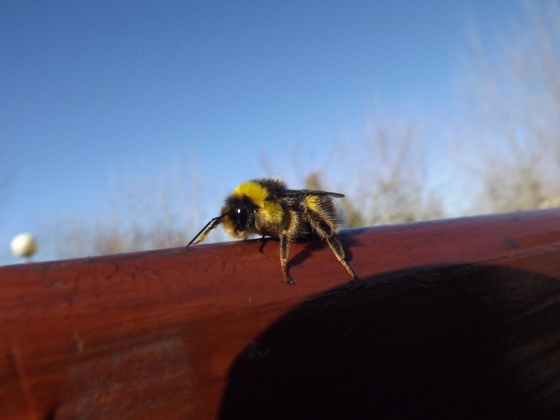 Insect Fly Side