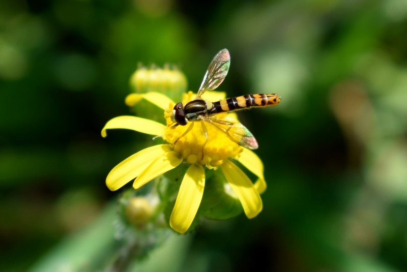 Yellow Fly