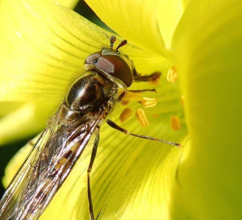 Желтая муха (65 фото)
