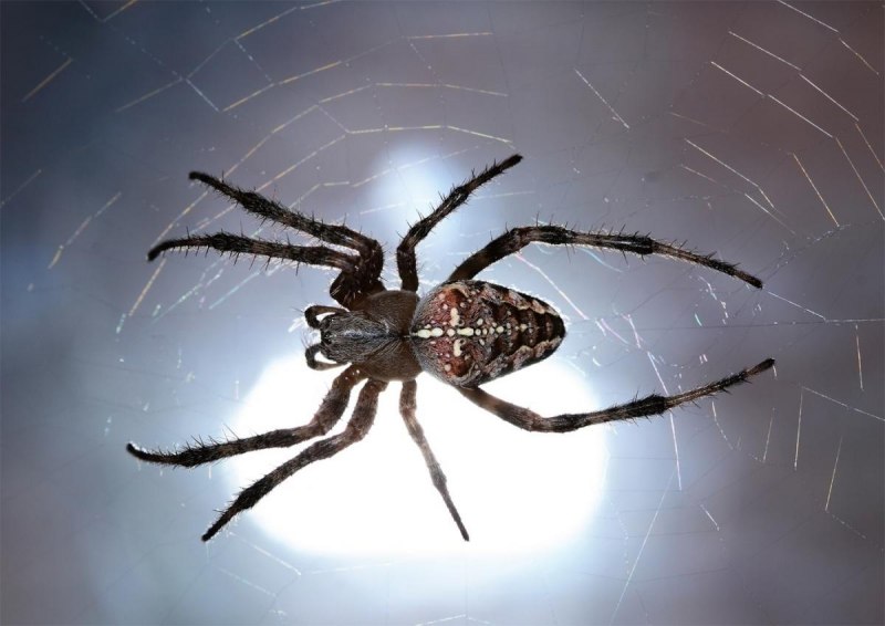 Araneus diadematus - крестовик