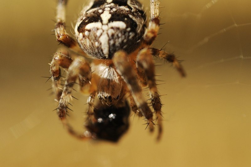Araneus diadematus - крестовик