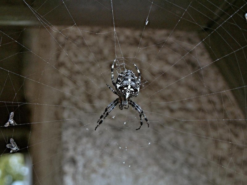 Argiope trifasciata (Banded Garden Spider) паук