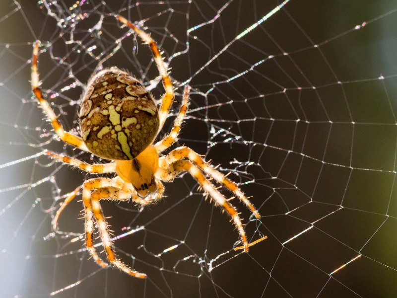 Araneus Quadratus Луговой крестовик