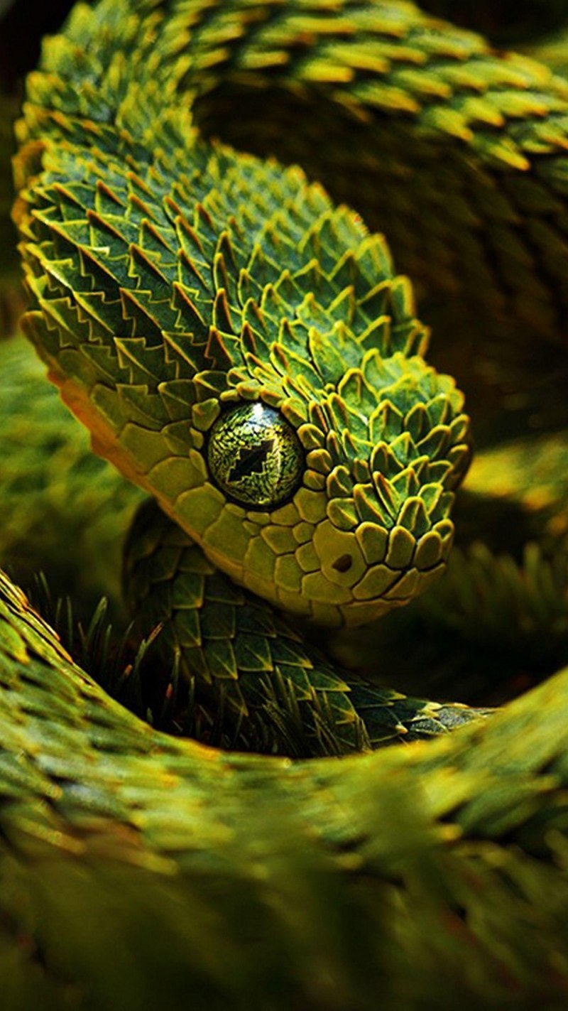 Pit Viper