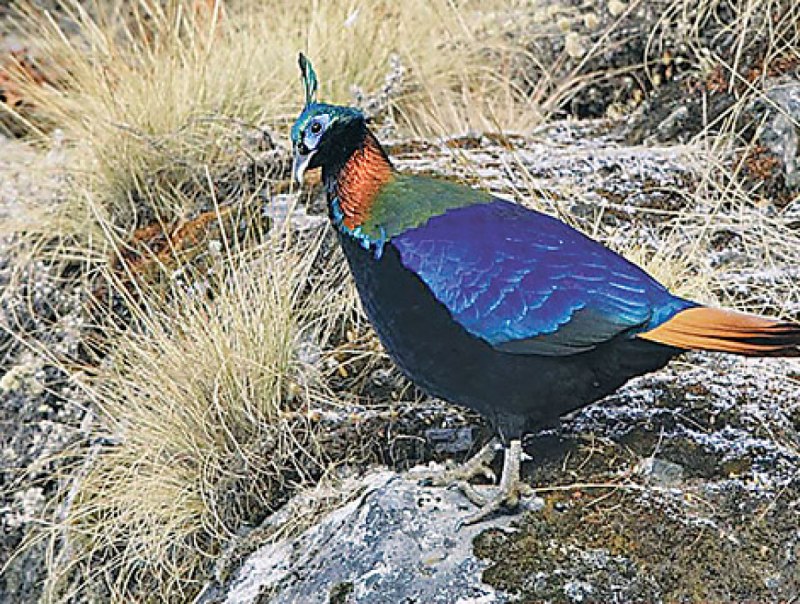 Гималайский монал Lophophorus impejanus