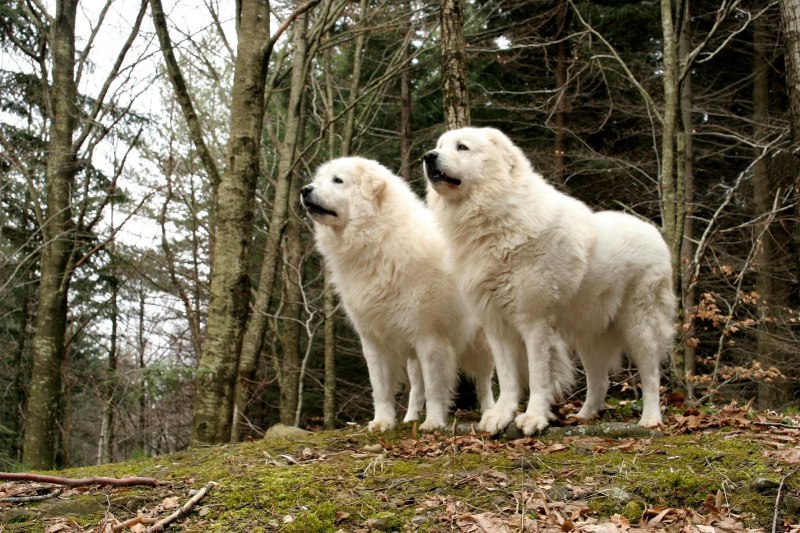 Italian Shepherd