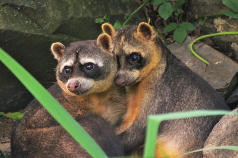 Procyon cancrivorus