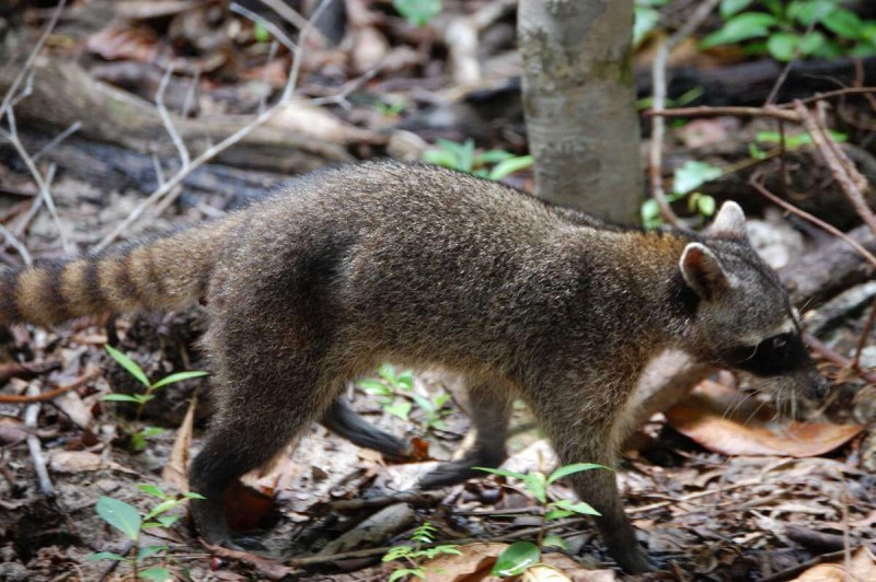 Procyon cancrivorus