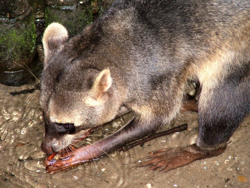 Procyon cancrivorus