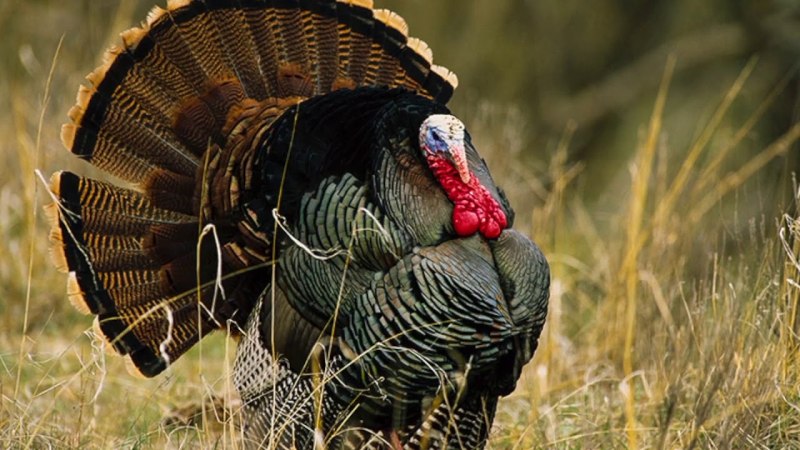 Turkey индюк
