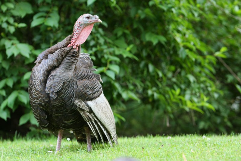 Индейка обыкновенная meleagris gallopavo