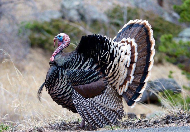Индейка обыкновенная meleagris gallopavo