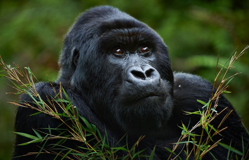 Горилла (Gorilla Gorilla)