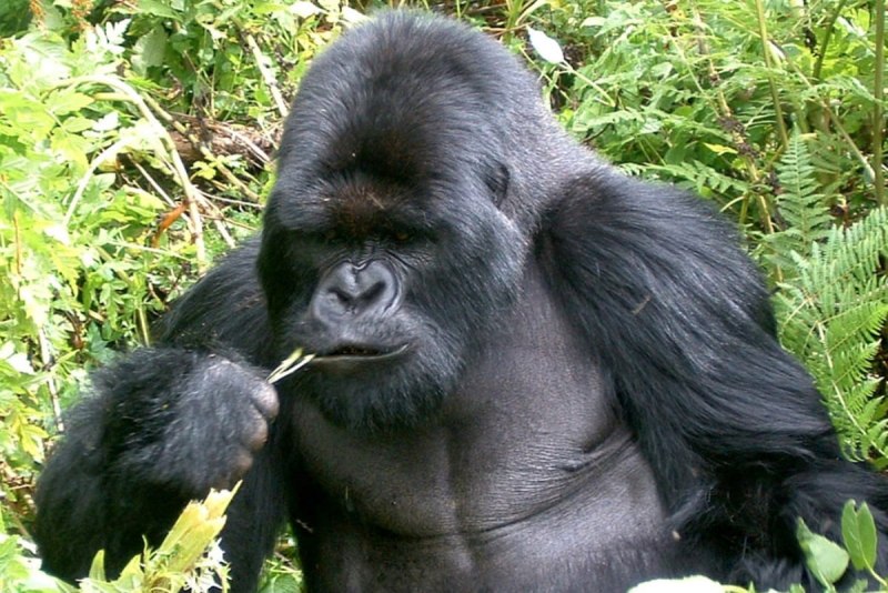 Silverback горилла