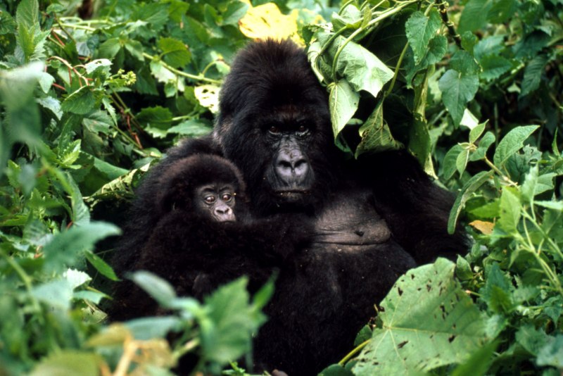 Mountain Gorilla