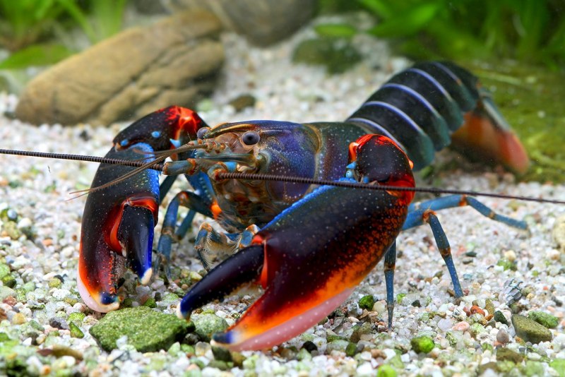 Cherax boesemani