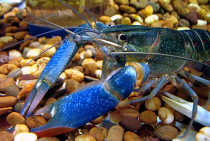 Красноклешнёвый ракcheraxquadricarinatus