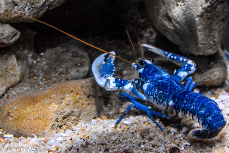 Cherax quadricarinatus