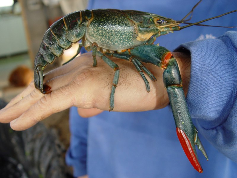 Cherax quadricarinatus