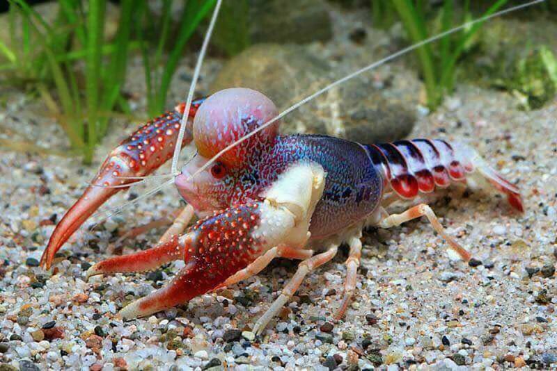 Procambarus alleni синий Флоридский рак.