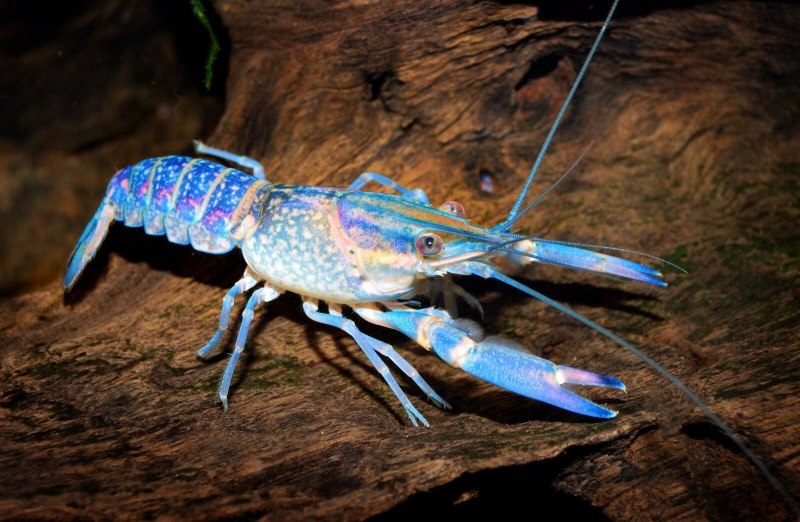 Australian Blue Clayfish