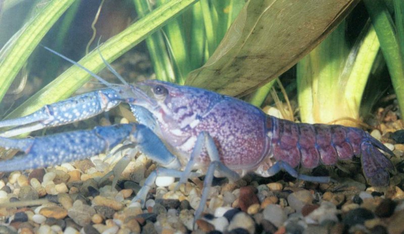 Cherax quadricarinatus рисунок