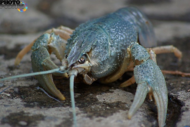 Procambarus Cubensis