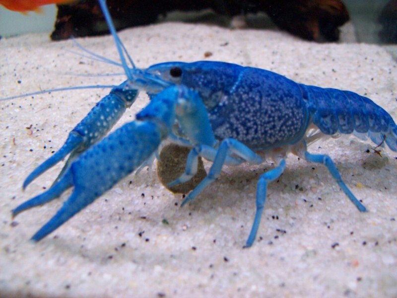 Cherax quadricarinatus
