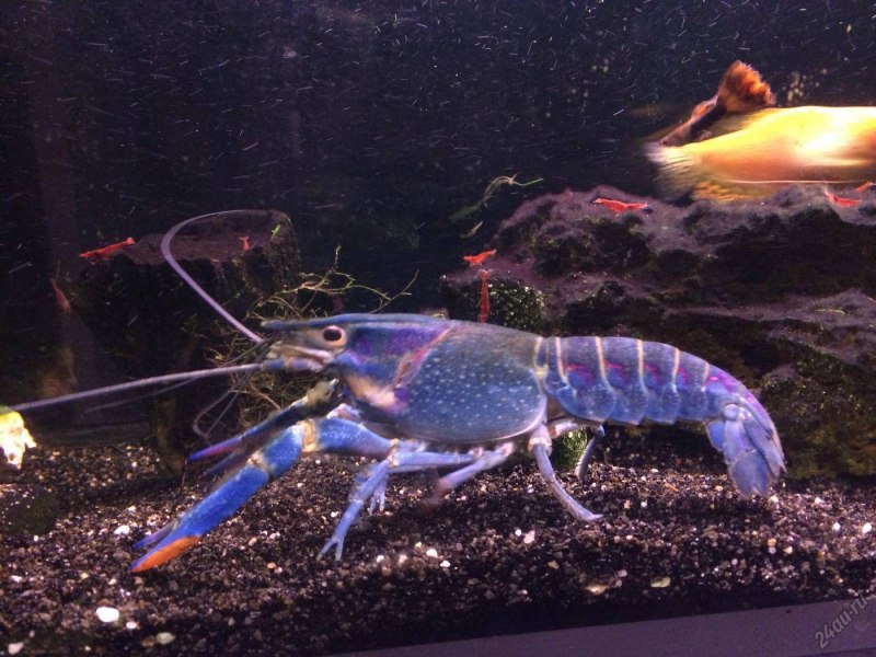 Blue Crawfish