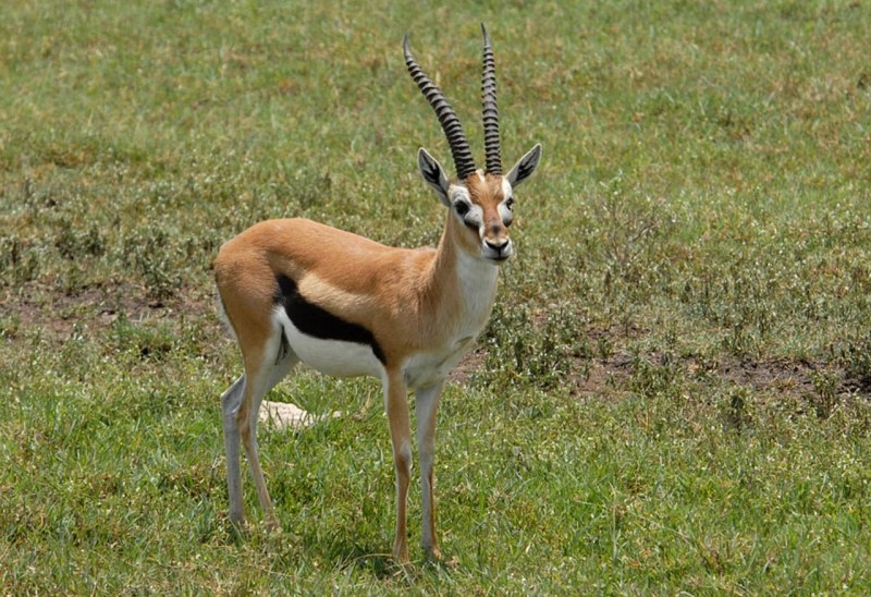 • Песчаная Газель (Gazella leptoceros)