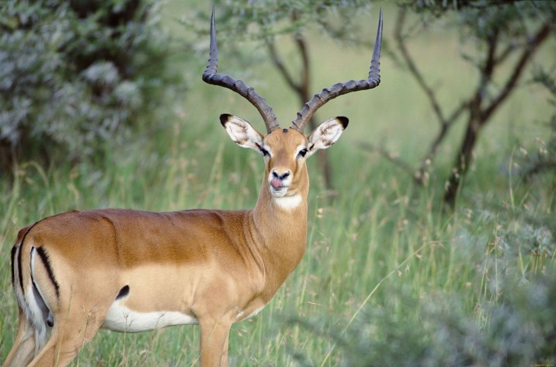 Thompson Gazelle
